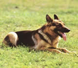 Adestramento de cães em Macaé